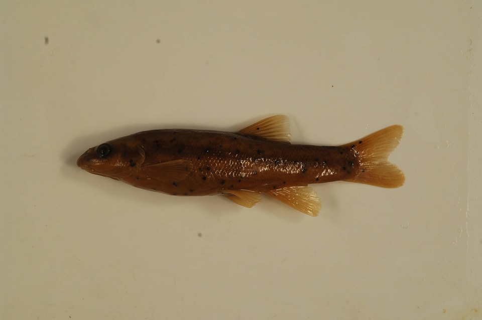 Rhinichthys obtusus-1