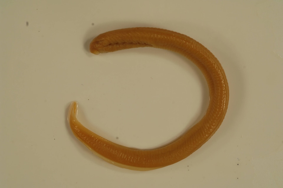 Petromyzon marinus-2
