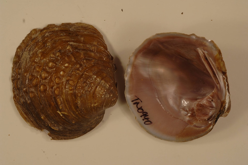 Cyclonaias tuberculata-1