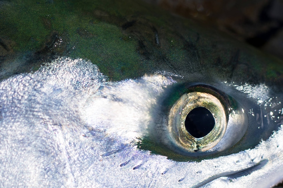 Sockeye salmon-3
