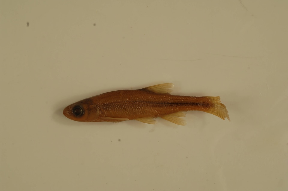 Lythrurus fasciolaris