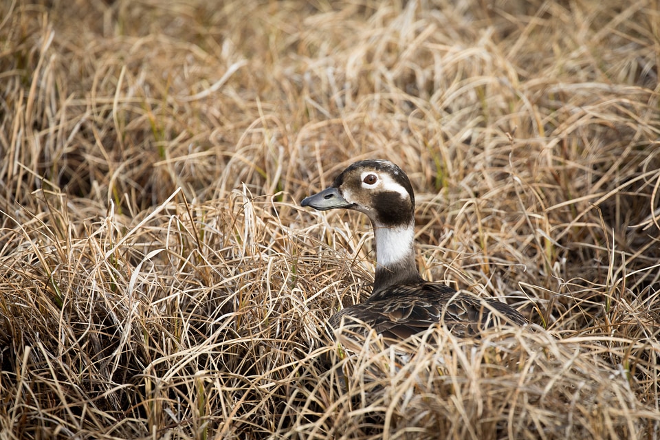 Female Long-tailed Duck at a nest