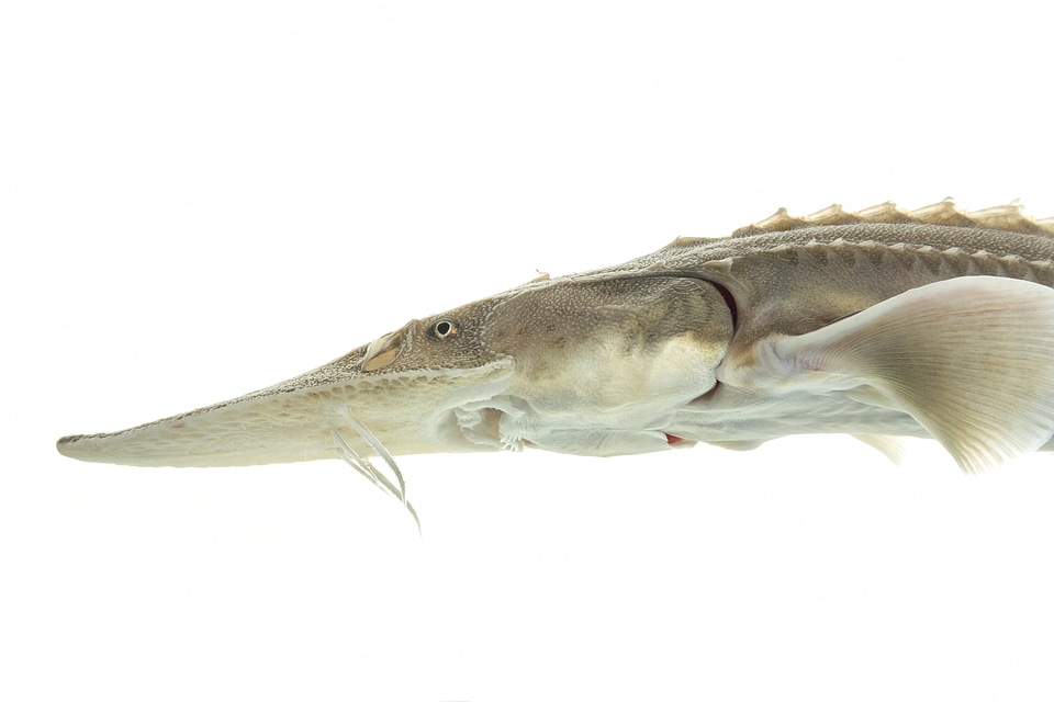 Juvenile pallid sturgeon -5