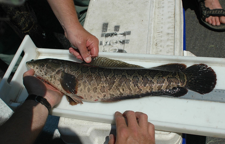 Northern Snakehead Fish