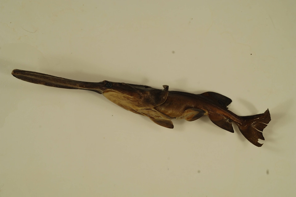 Polyodon spathula