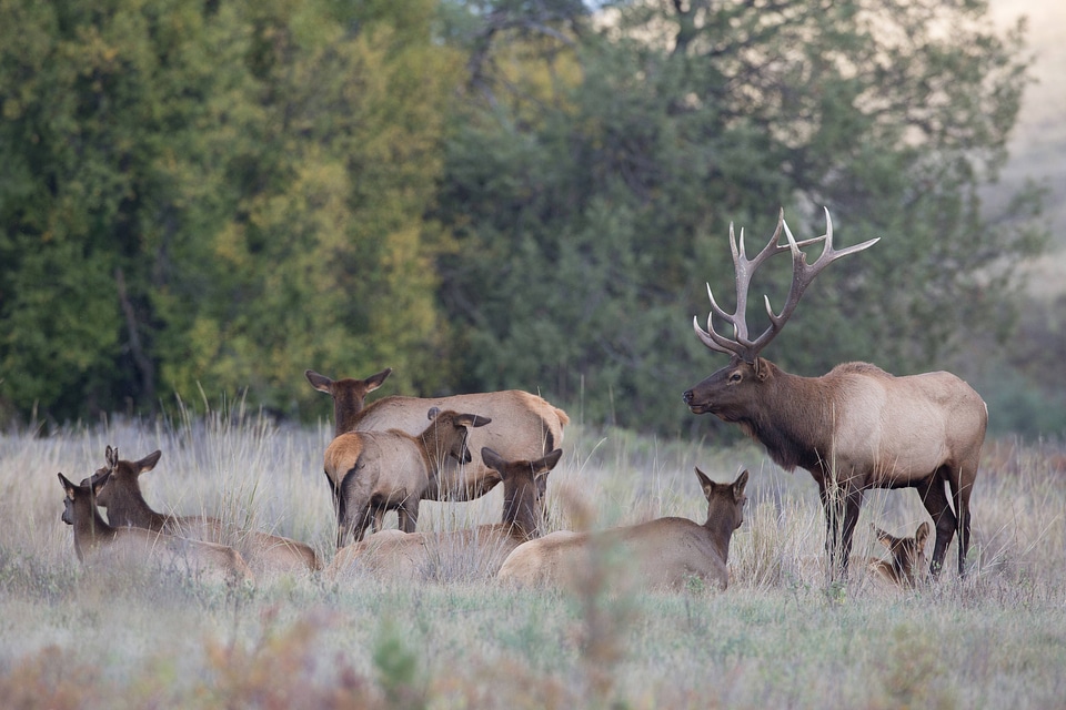 Bull Elk with family group