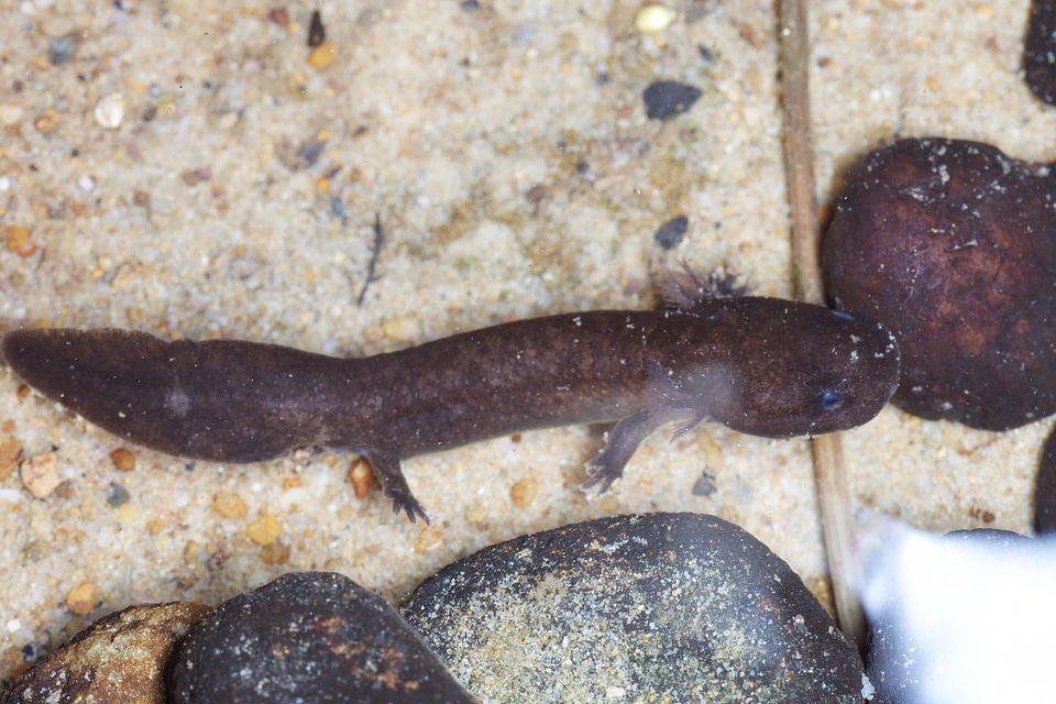 Hellbender Salamander