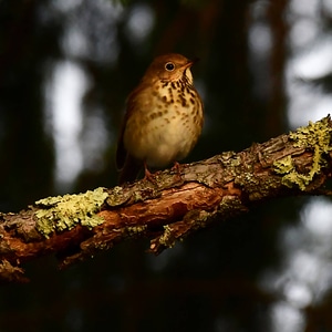 Hermit thrush photo