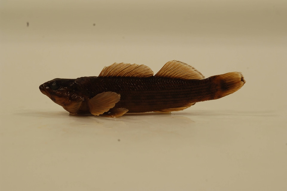 Etheostoma rufilineatum-1