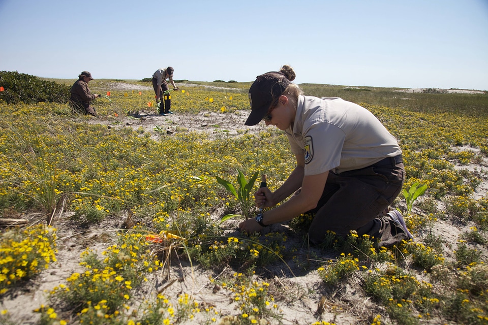 Planting Seaside Goldenrod at Monomoy NWR
