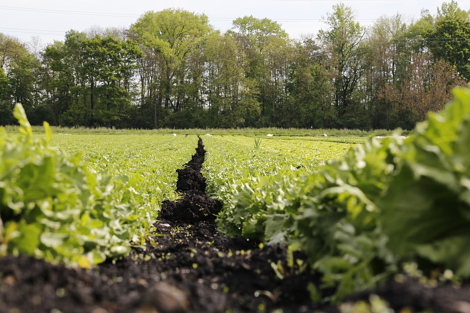 Vegetables agriculture switzerland