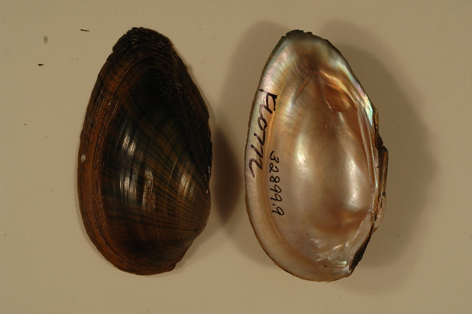 Elliptio jayensis-1
