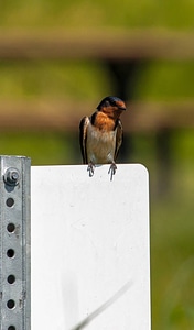 Barn Swallow  perched on sign-3
