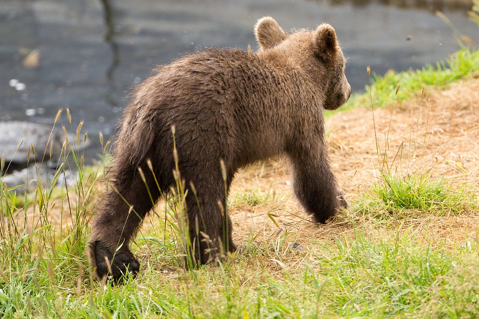 Kodiak brown bear cub-1