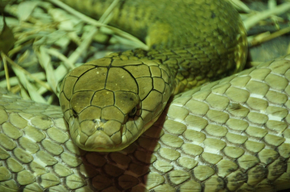 Scale reptile animal