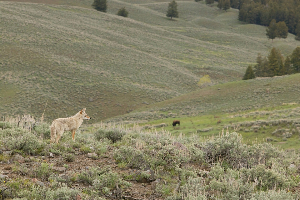 Coyote on the prowl