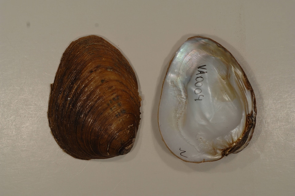 Pleuronaia dolabelloides-2