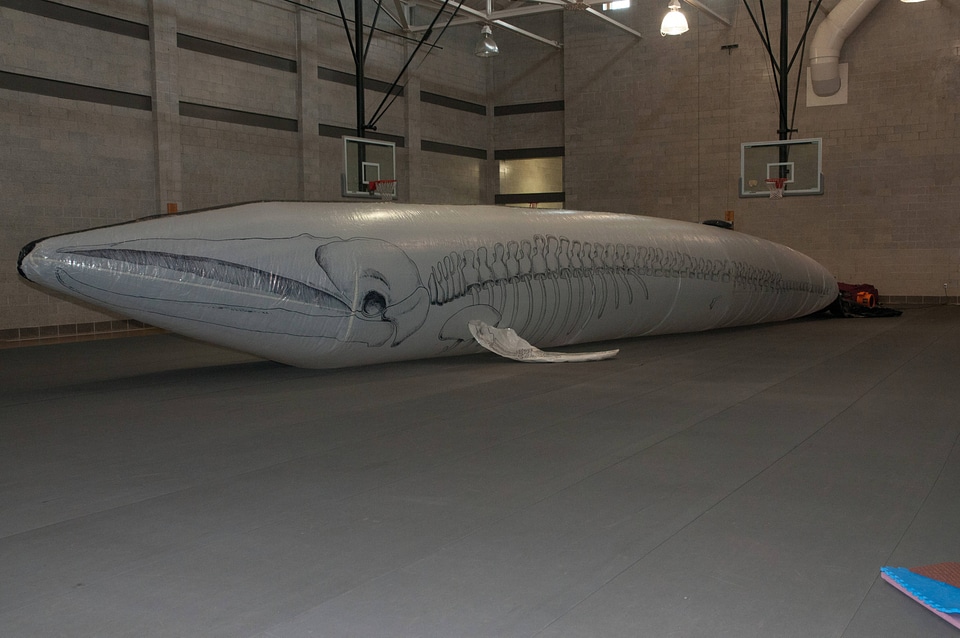 Marine Mammal Stranding Course at NCTC-1