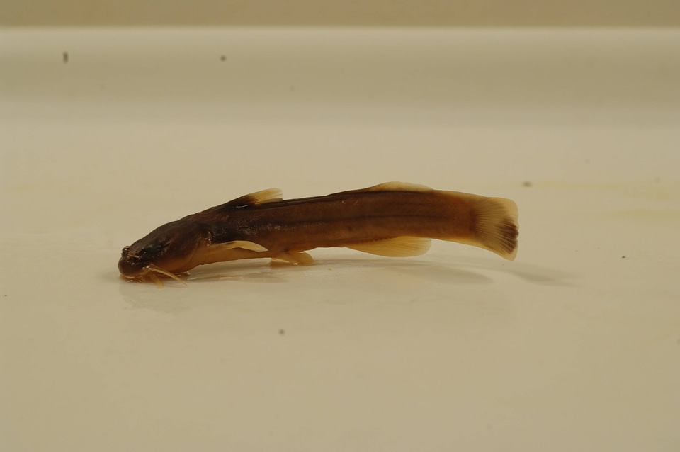 Noturus gilberti
