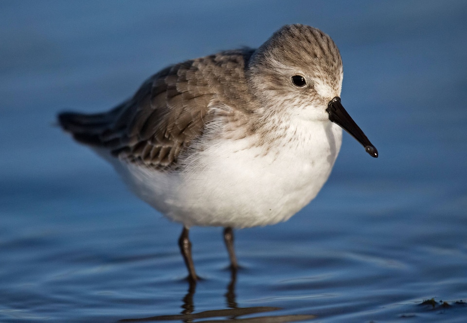 Western Sandpiper in winter