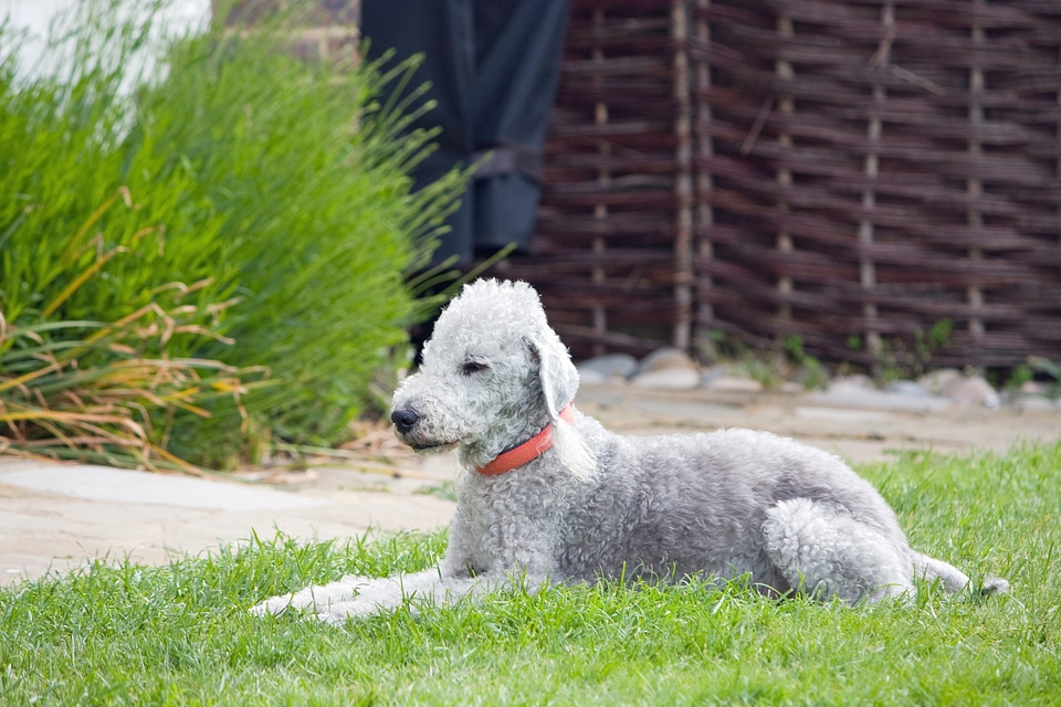 Animal pet breed