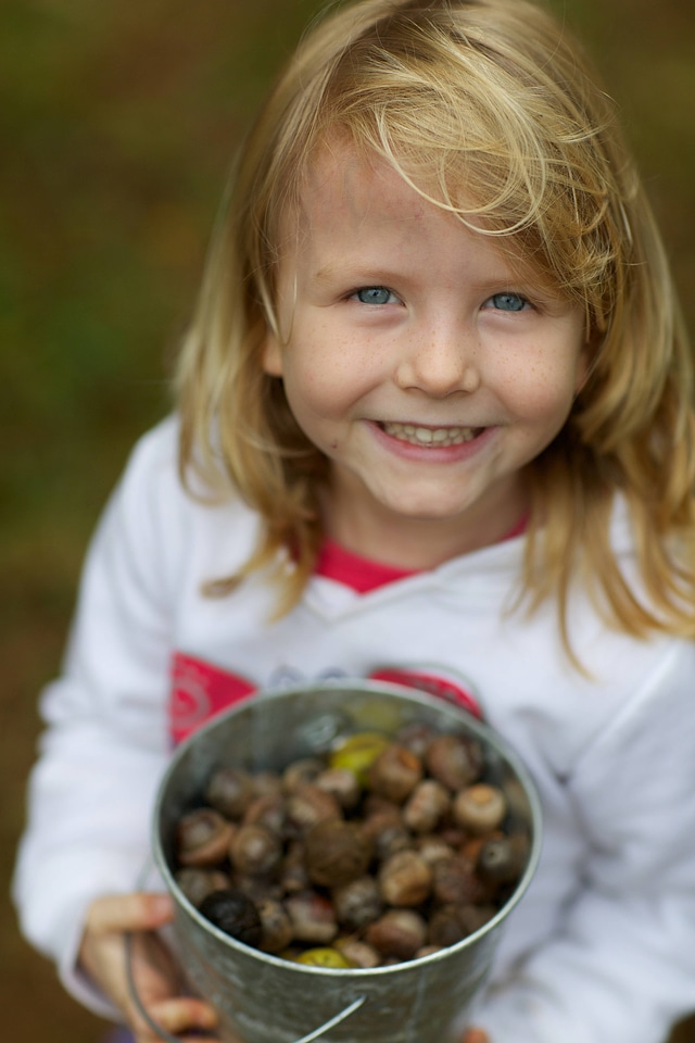 Collecting acorns - Free photos on creazilla.com