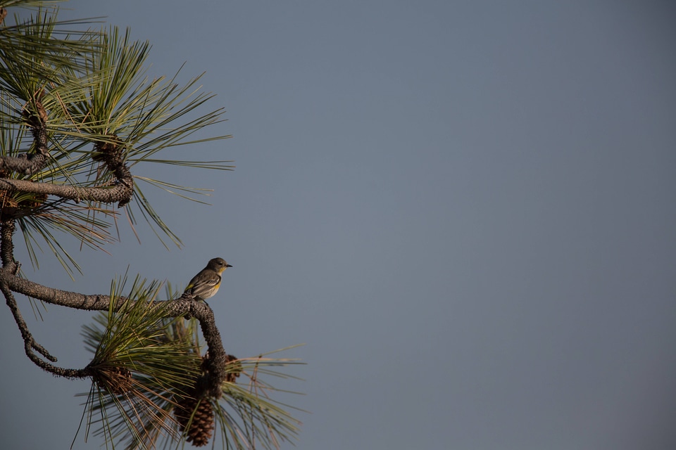 Yellow-rumped Warbler in pine-2