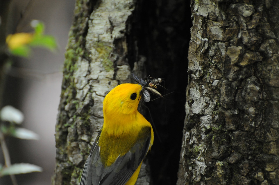 Feeding time for the Prothonotary warbler