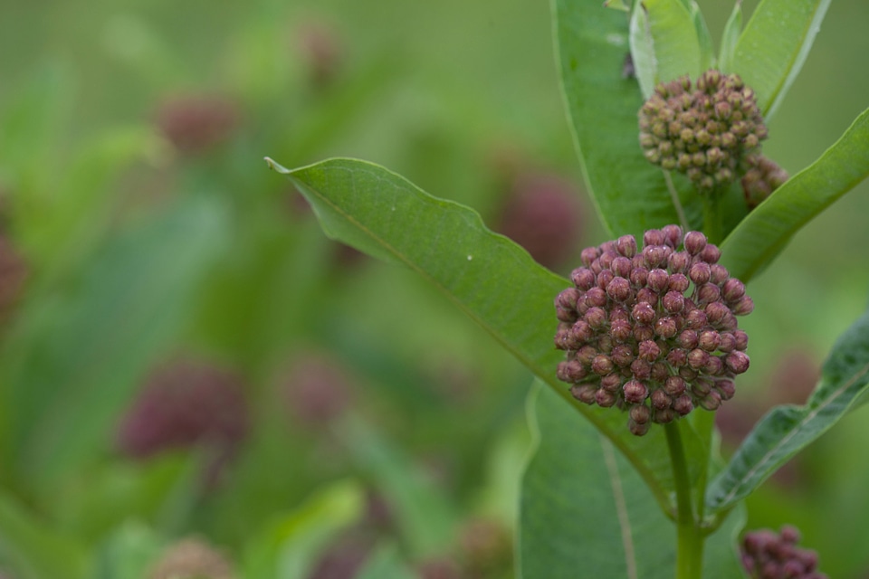 Common Milkweed-3