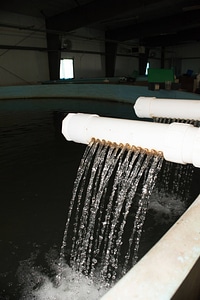 Water inflow for broodstock tank