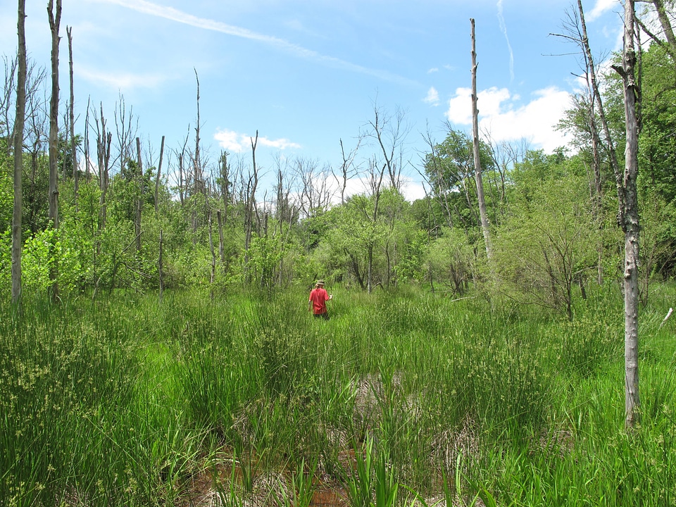Southern Appalachian bog.