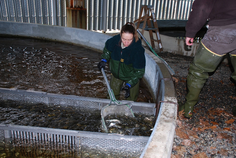 Netting Atlantic salmon