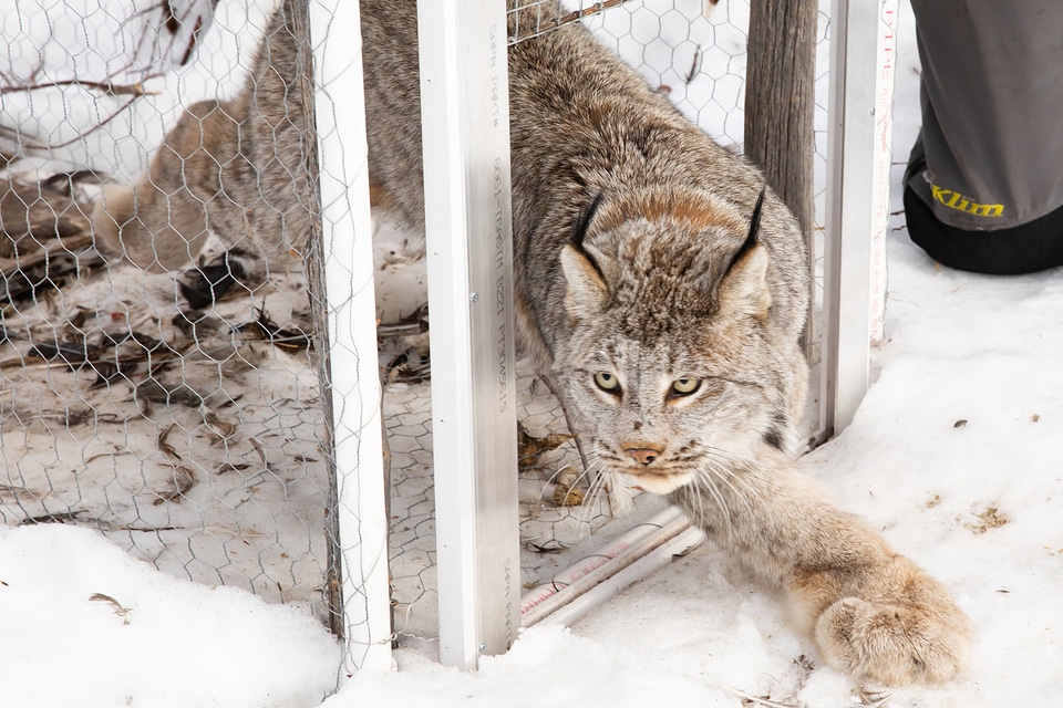 Newly collared female lynx