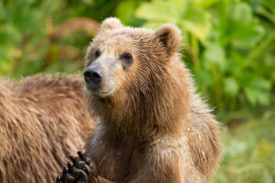 Kodiak brown bear close-up-2