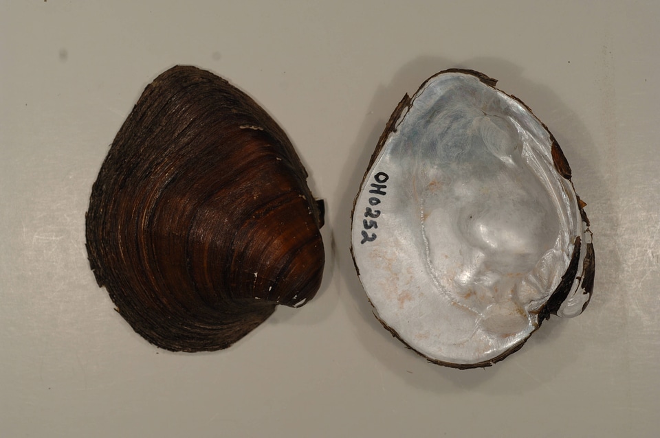 Pleurobema cordatum-1