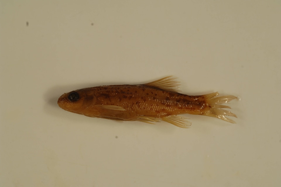 Rhinichthys osculus