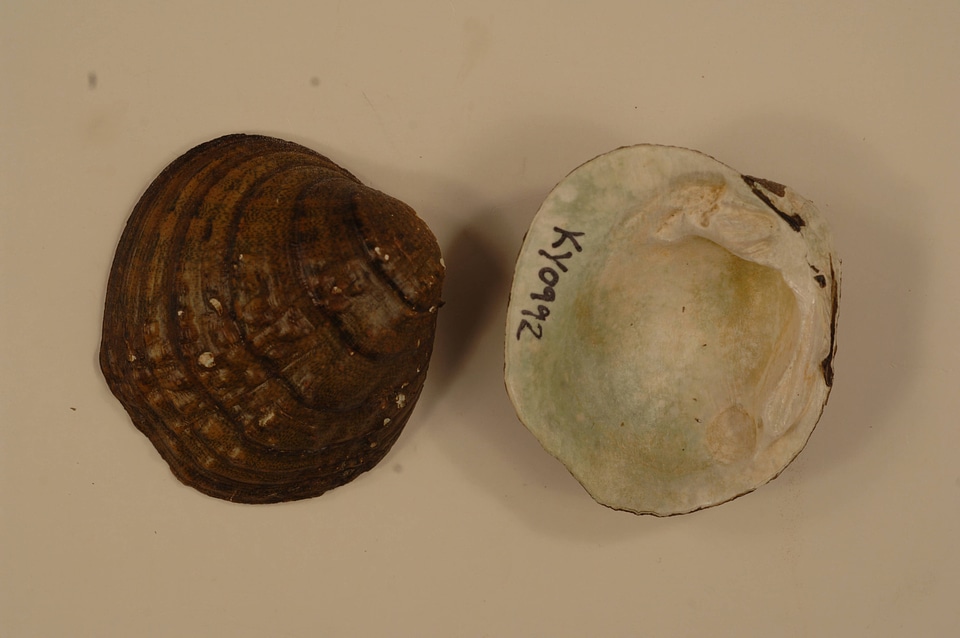 Cyprogenia stegaria-1