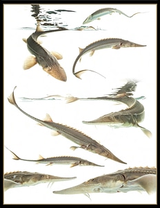Pallid sturgeon yearling collage 