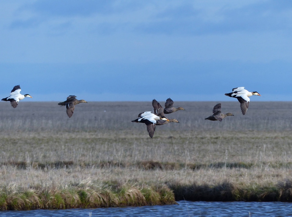 Common Eiders in flight