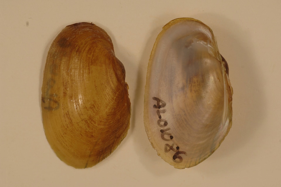 Lampsilis virescens
