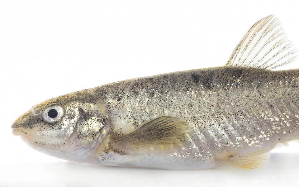 Kendall Warm Springs dace-1