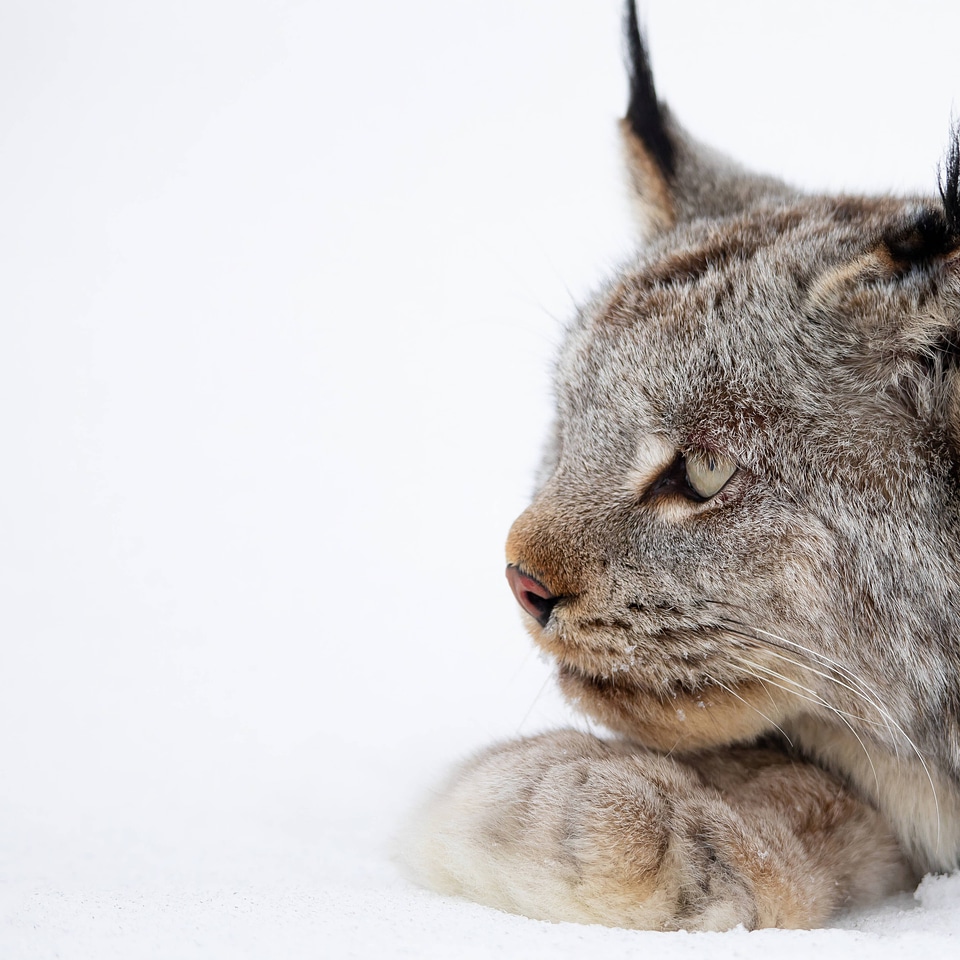 Collared Canada lynx waking up from sedation