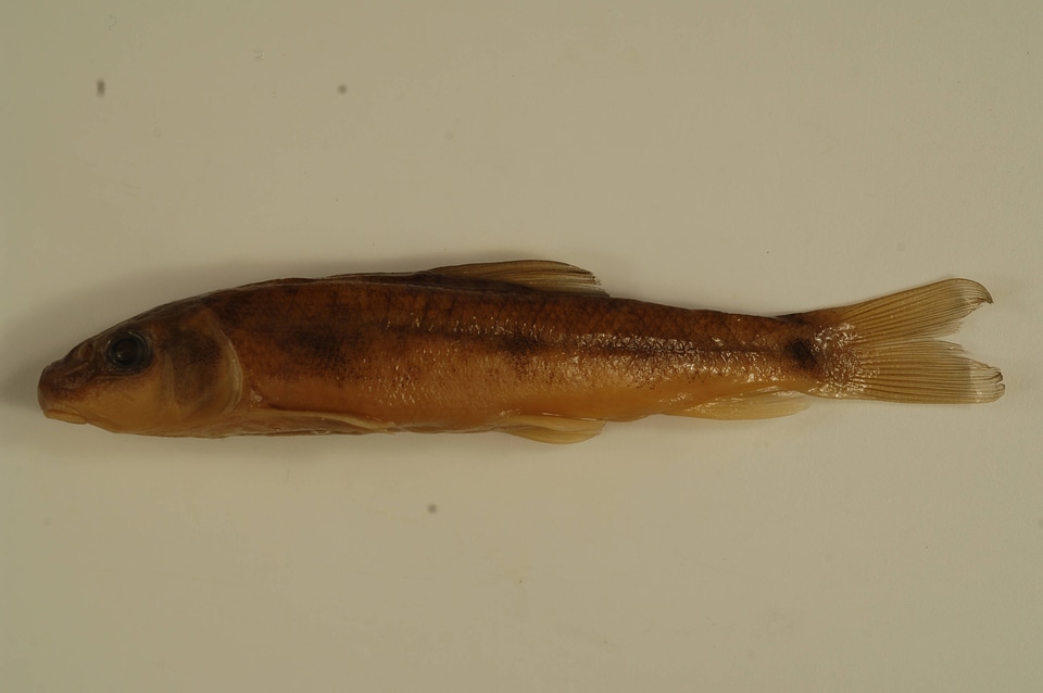 Catostomus commersonii-1