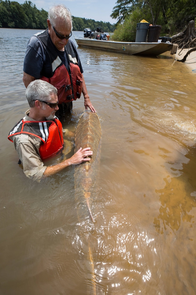 Biologists display spine of Gulf sturgeon in river
