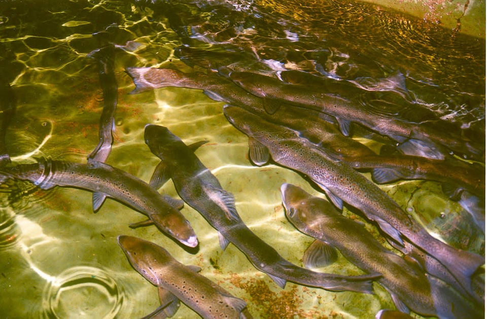 Atlantic Salmon Adults photo
