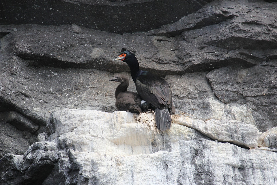 Red-faced cormorant-1