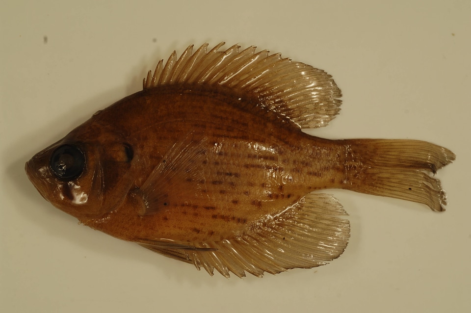 Centrarchus macropterus