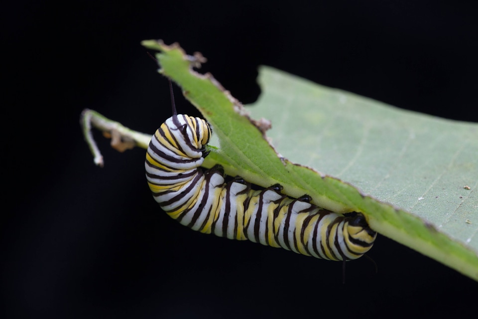 Monarch butterfly larvae feeding on milkweed-3
