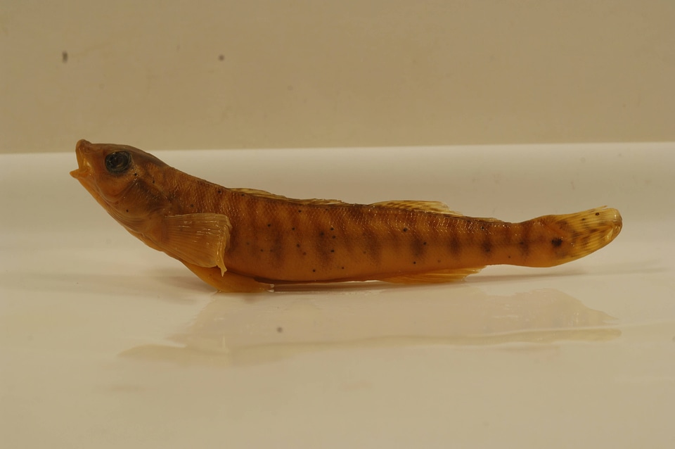 Percina caprodes-2