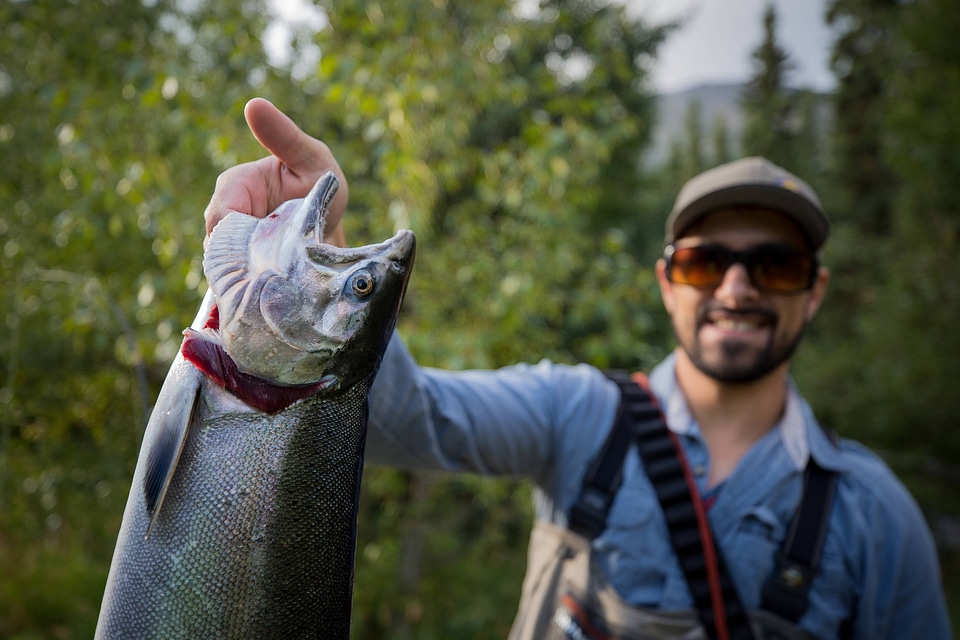 Fisherman catches silver salmon-1
